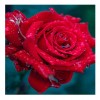 Drip Rose 5D DIY Diamond Painting