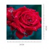 Drip Rose 5D DIY Diamond Painting