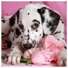 Dog Flower  - Full Diamond Painting - 30x30cm